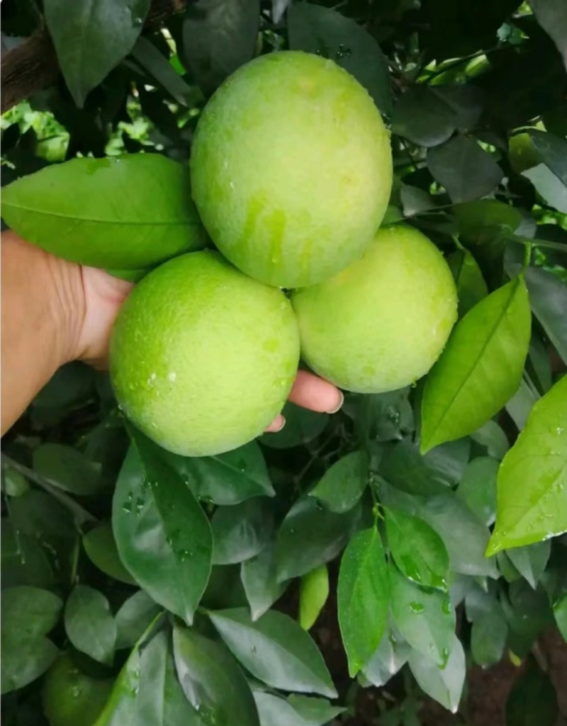 云南冰糖橙个大皮薄口感甜电商货市场货全国发货
