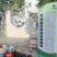 黄菜籽油