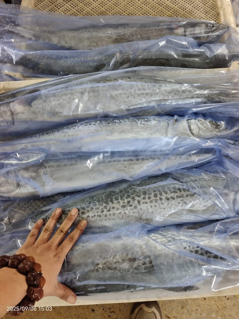 山东威海石岛单冻大鲅鱼马鲛鱼各种规格