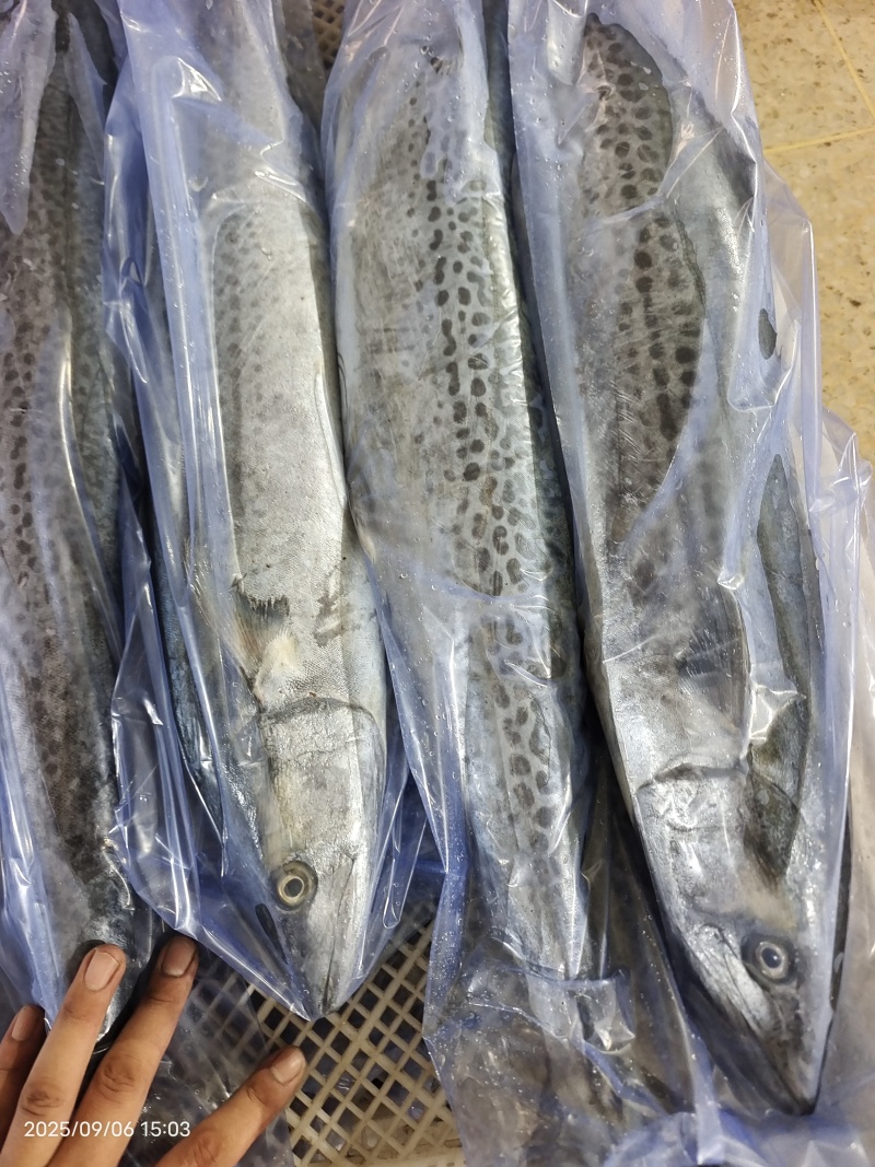 山东威海石岛单冻大鲅鱼马鲛鱼各种规格