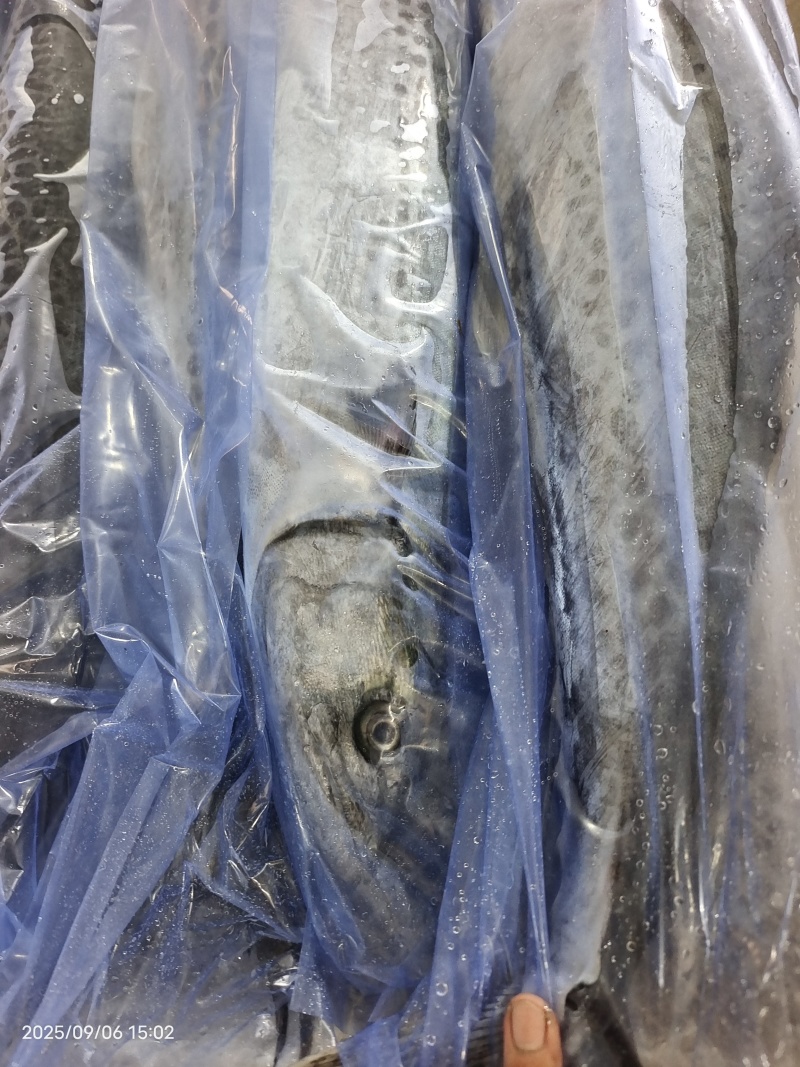 山东威海石岛单冻大鲅鱼马鲛鱼各种规格