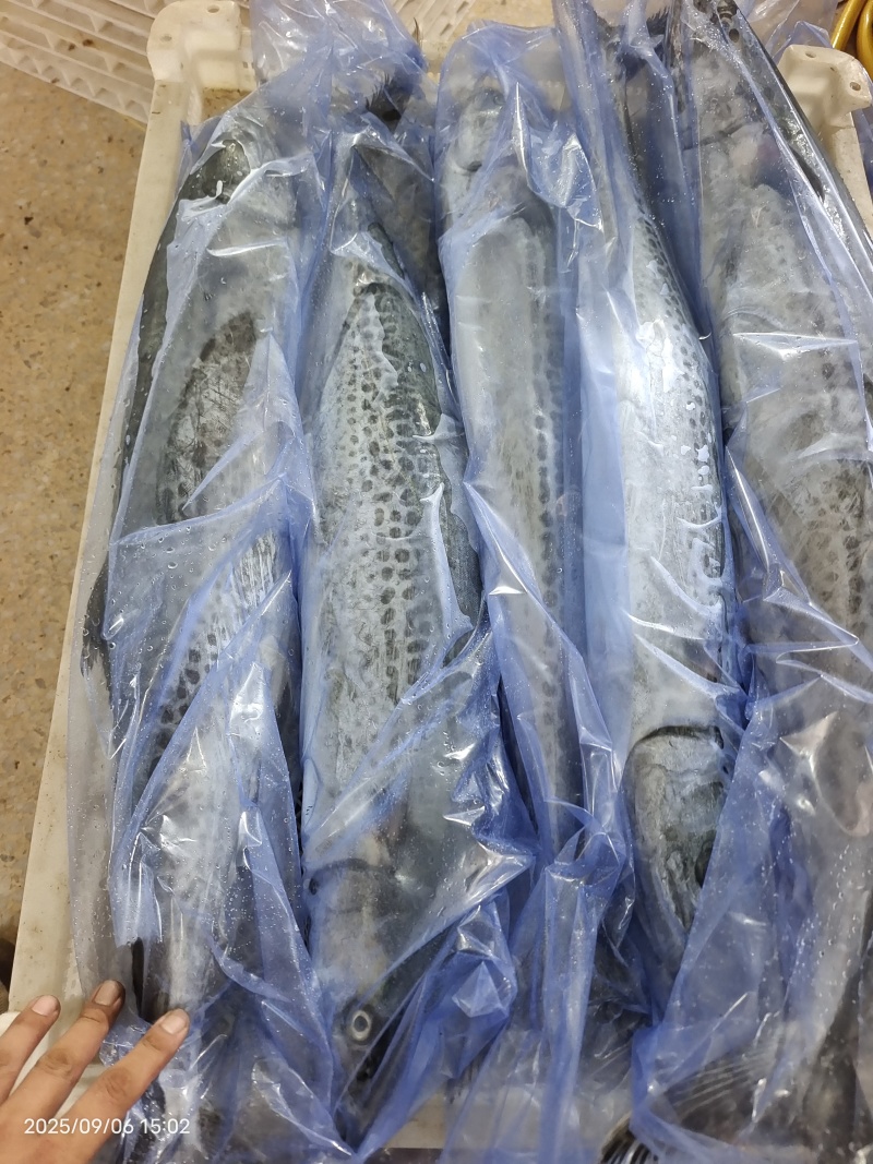 山东威海石岛单冻大鲅鱼马鲛鱼各种规格