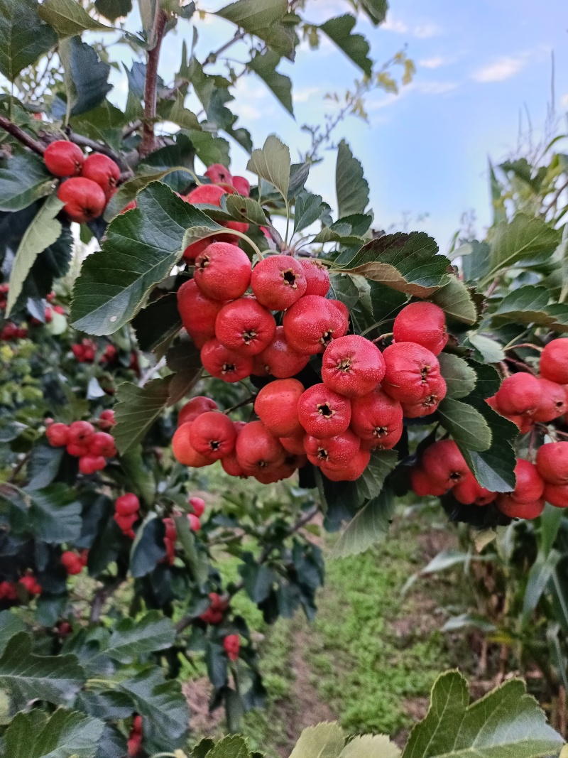 早熟山楂，大棉球