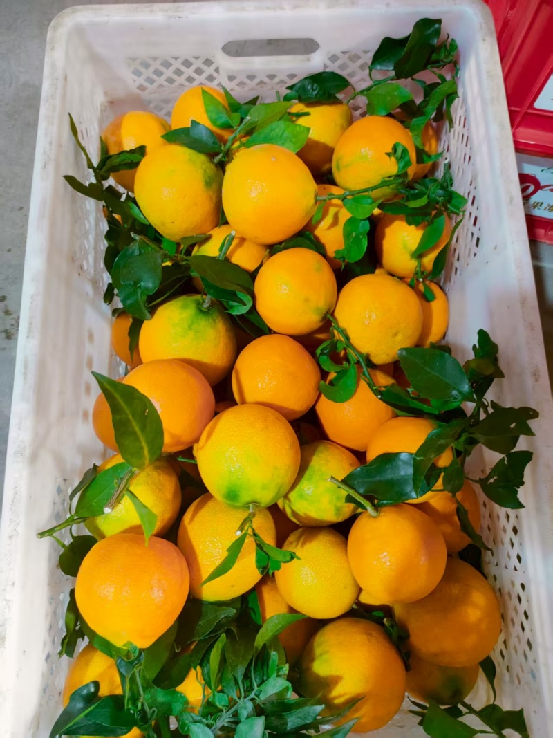 爱媛果冻橙个大皮薄口感甜电商货市场货全国发货