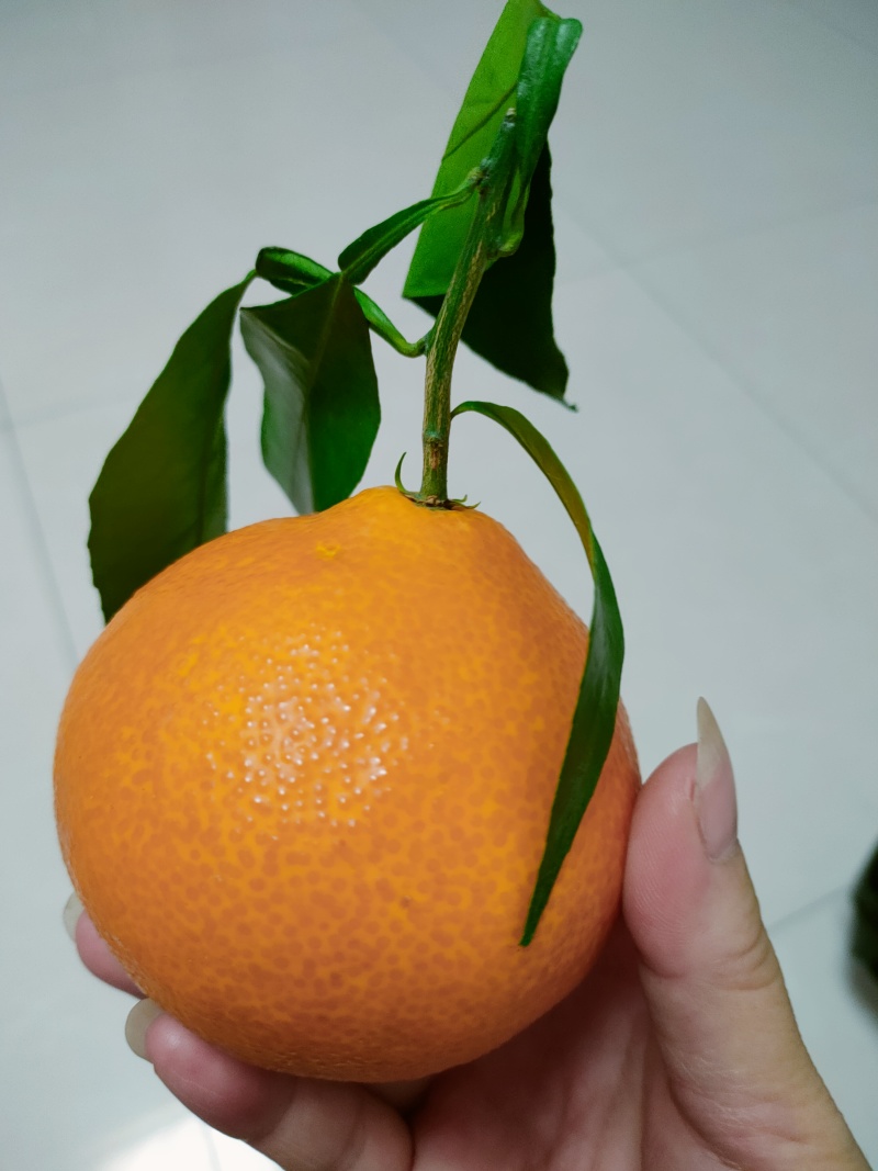 爱媛果冻橙个大皮薄口感甜电商货市场货全国发货