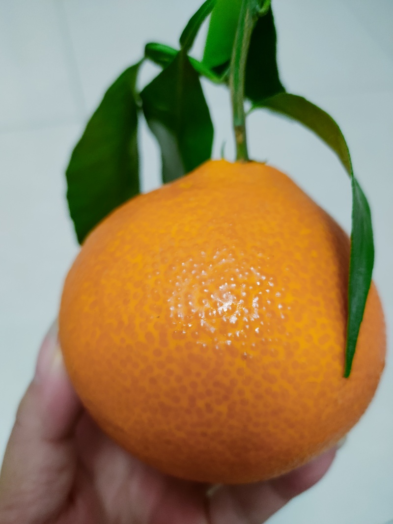 爱媛果冻橙个大皮薄口感甜电商货市场货全国发货