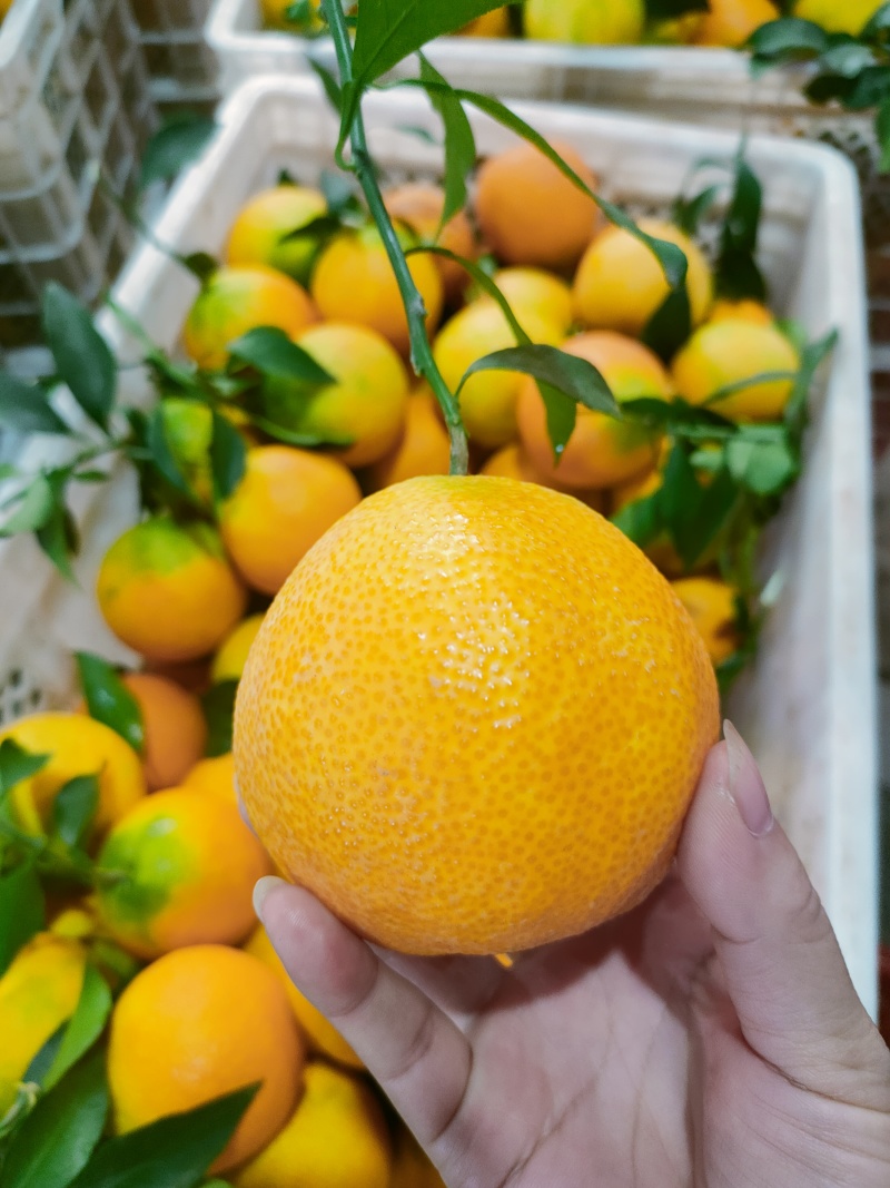 爱媛果冻橙个大皮薄口感甜电商货市场货全国发货