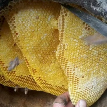 纯野生蜂蜜，保证纯野生品质，农户一手货源