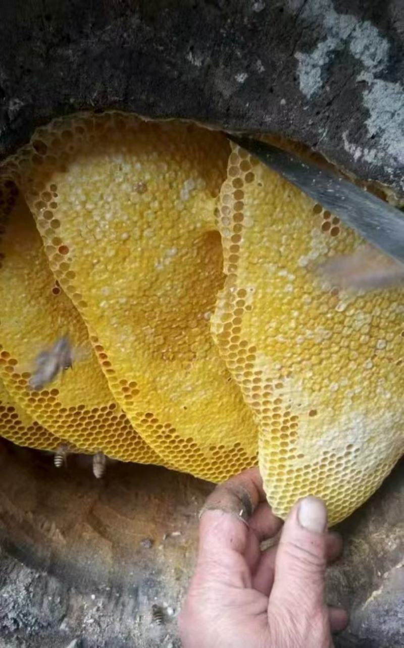纯野生蜂蜜，保证纯野生品质，农户一手货源