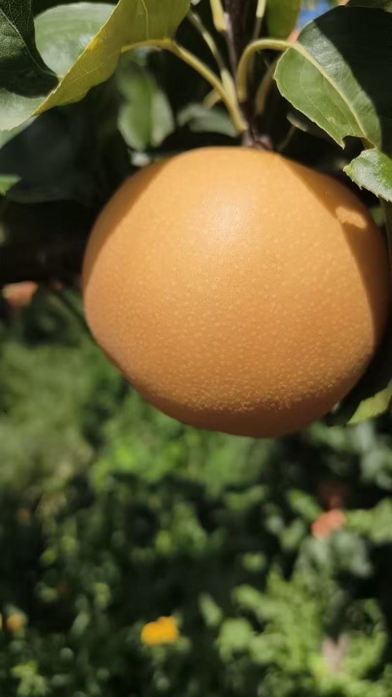 秋月梨