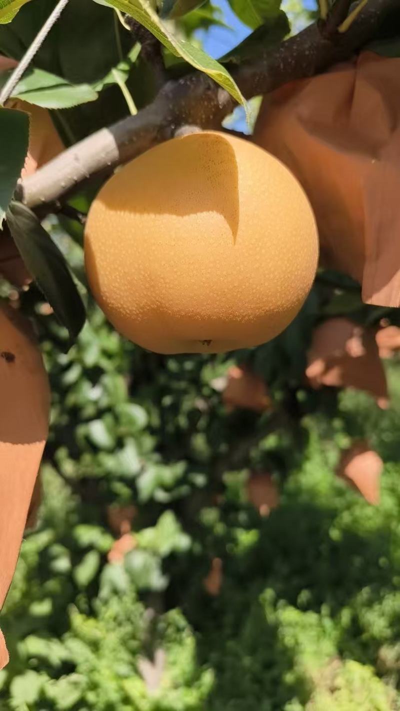 秋月梨