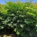 麻楝高度2米。上车价20元