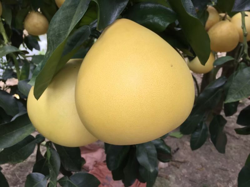 梅州蜜柚