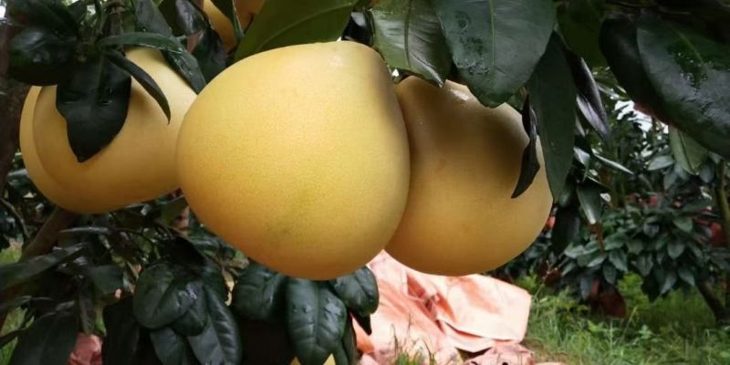 梅州蜜柚