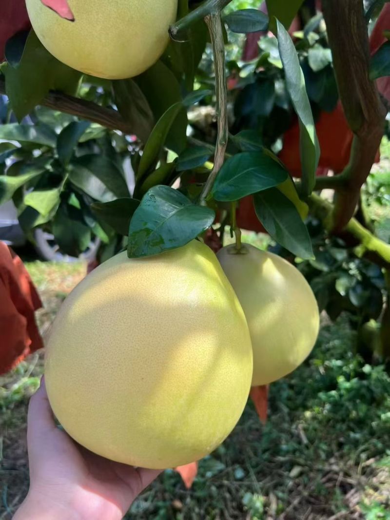 梅州蜜柚