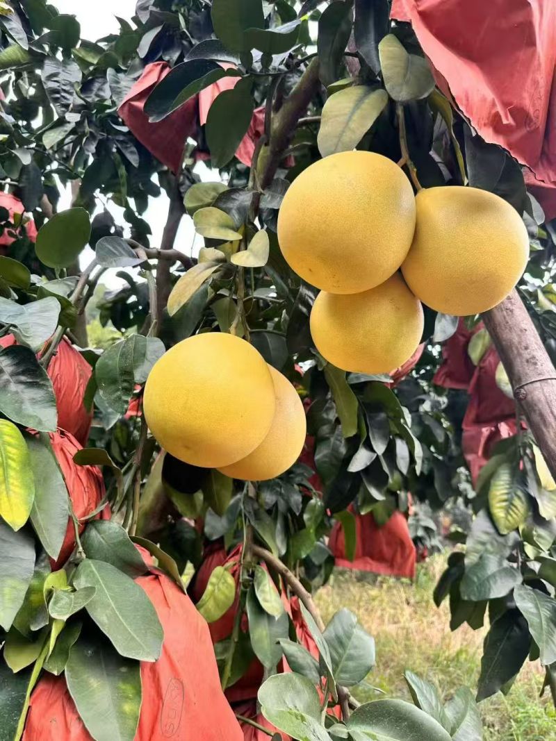 梅州蜜柚