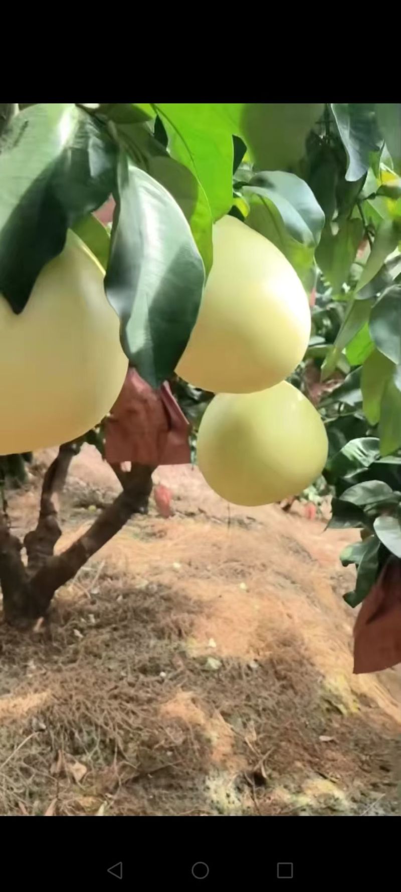 梅州蜜柚