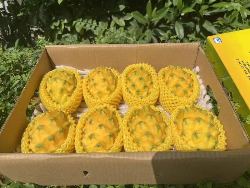 燕窝果预售，十月大量上市