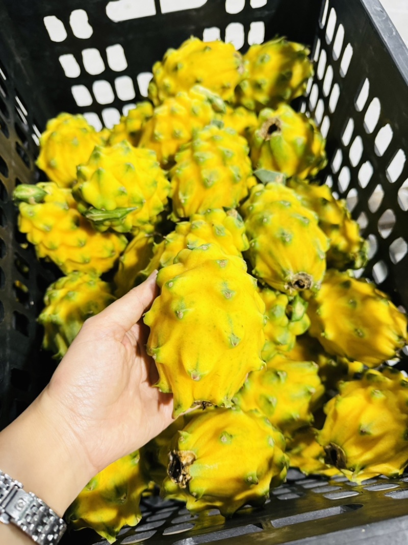 燕窝果预售，十月大量上市