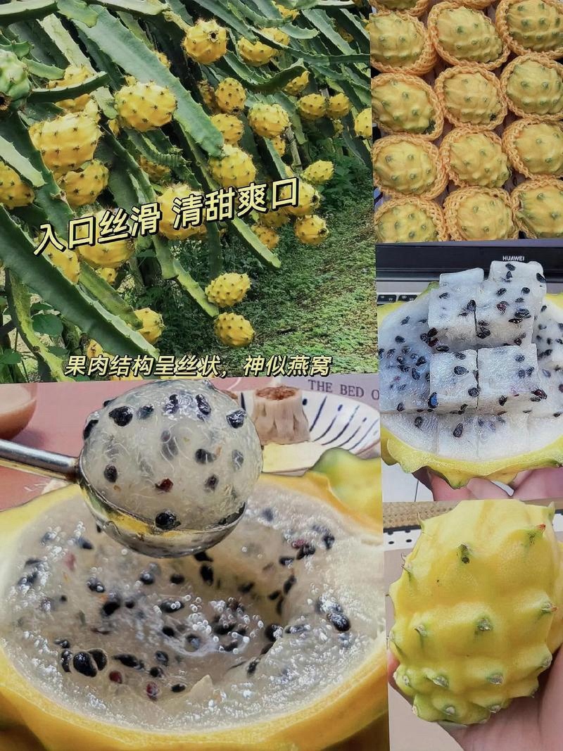 燕窝果预售，十月大量上市