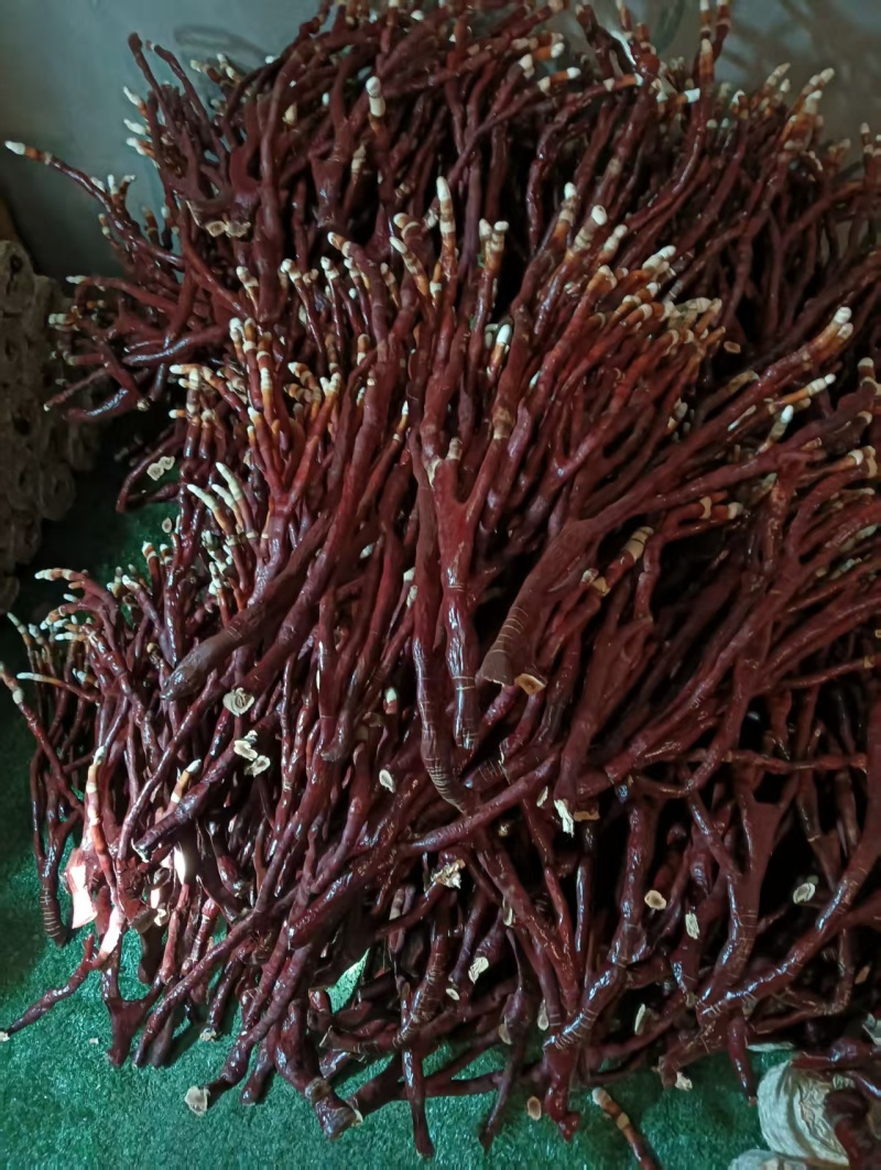 鹿角灵芝