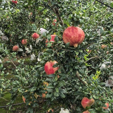 突尼斯软籽石，整园通货出售，地头价