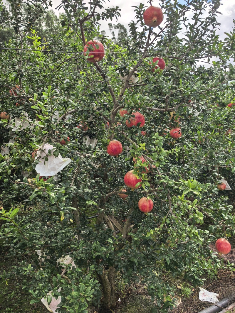 突尼斯软籽石，整园通货出售，地头价