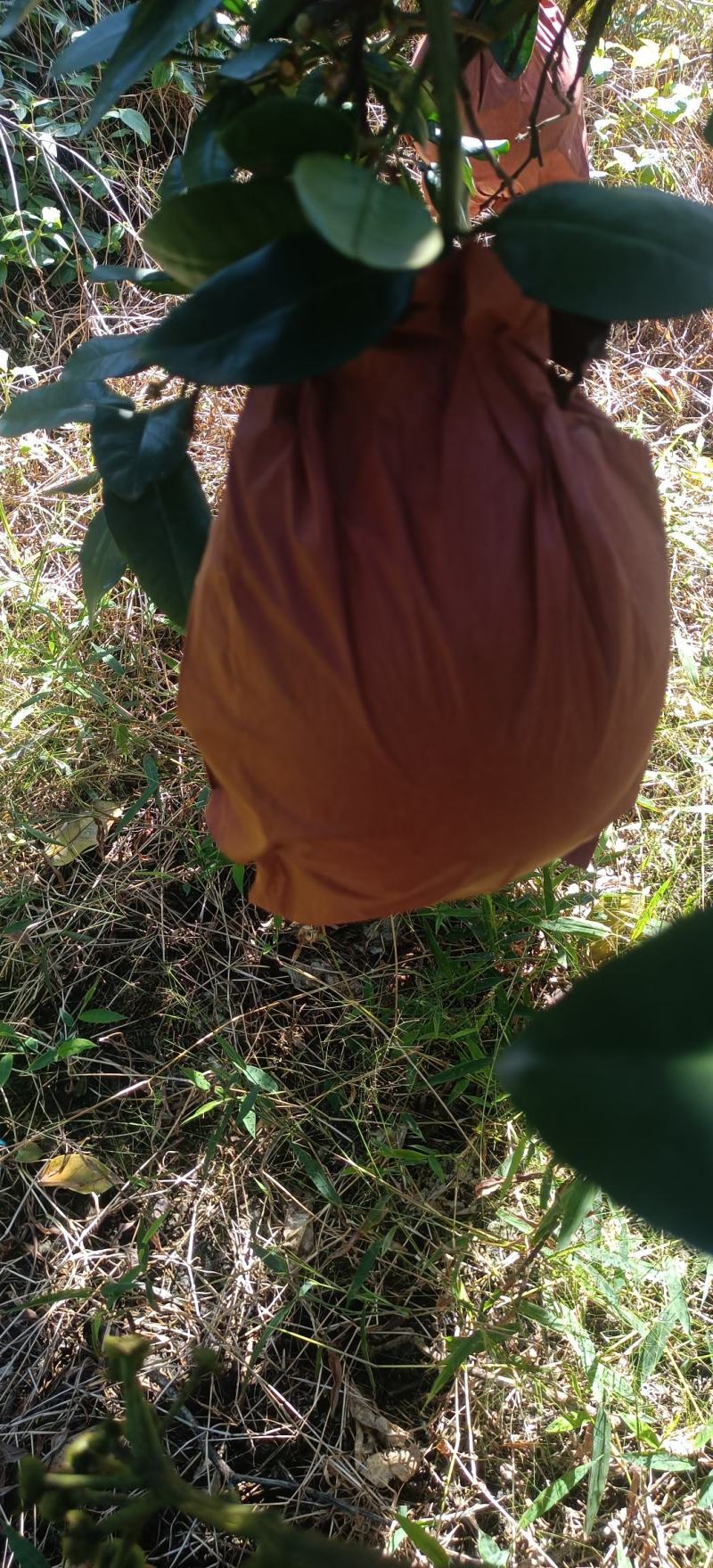 平和蜜柚