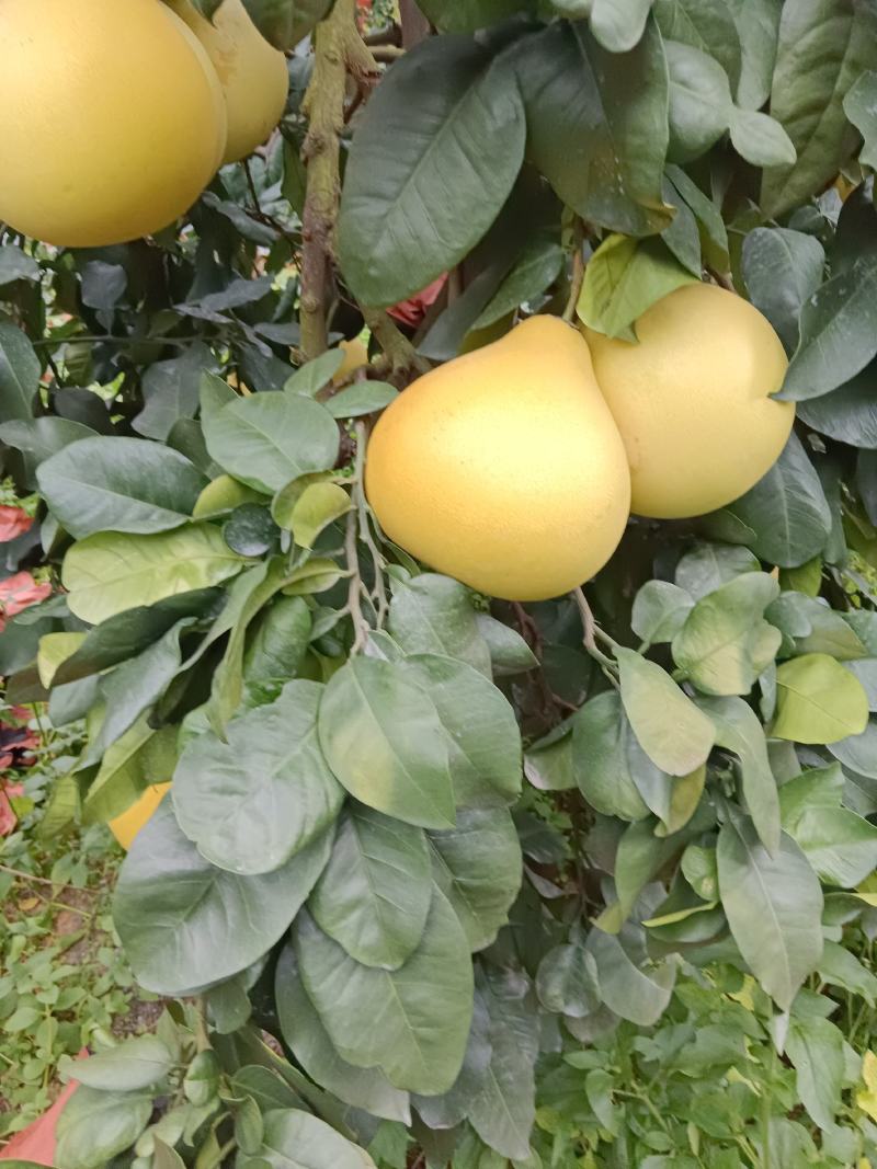 平和琯溪蜜柚