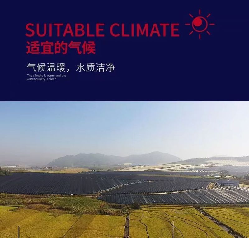 包邮）正宗美国进口西洋参花旗参原丛整枝参条加拿大西洋参