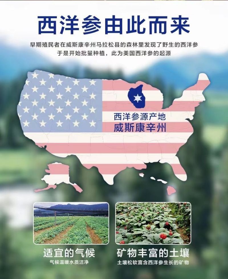 包邮）正宗美国进口西洋参花旗参原丛整枝参条加拿大西洋参