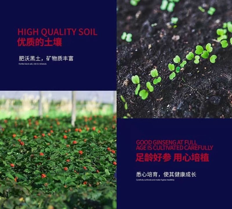 包邮）正宗美国进口西洋参花旗参原丛整枝参条加拿大西洋参