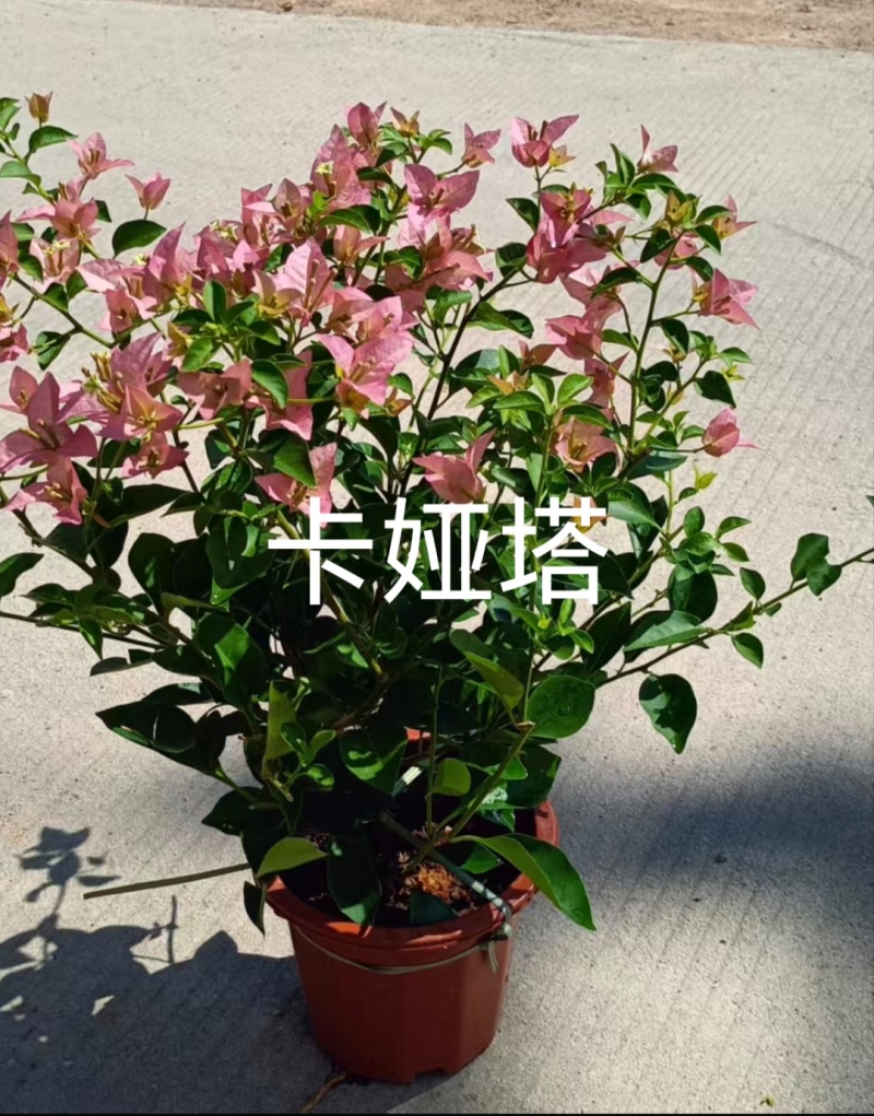 多个品种三角梅小盆苗（250#）爆花中