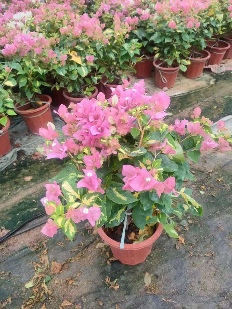 多个品种三角梅小盆苗（250#）爆花中