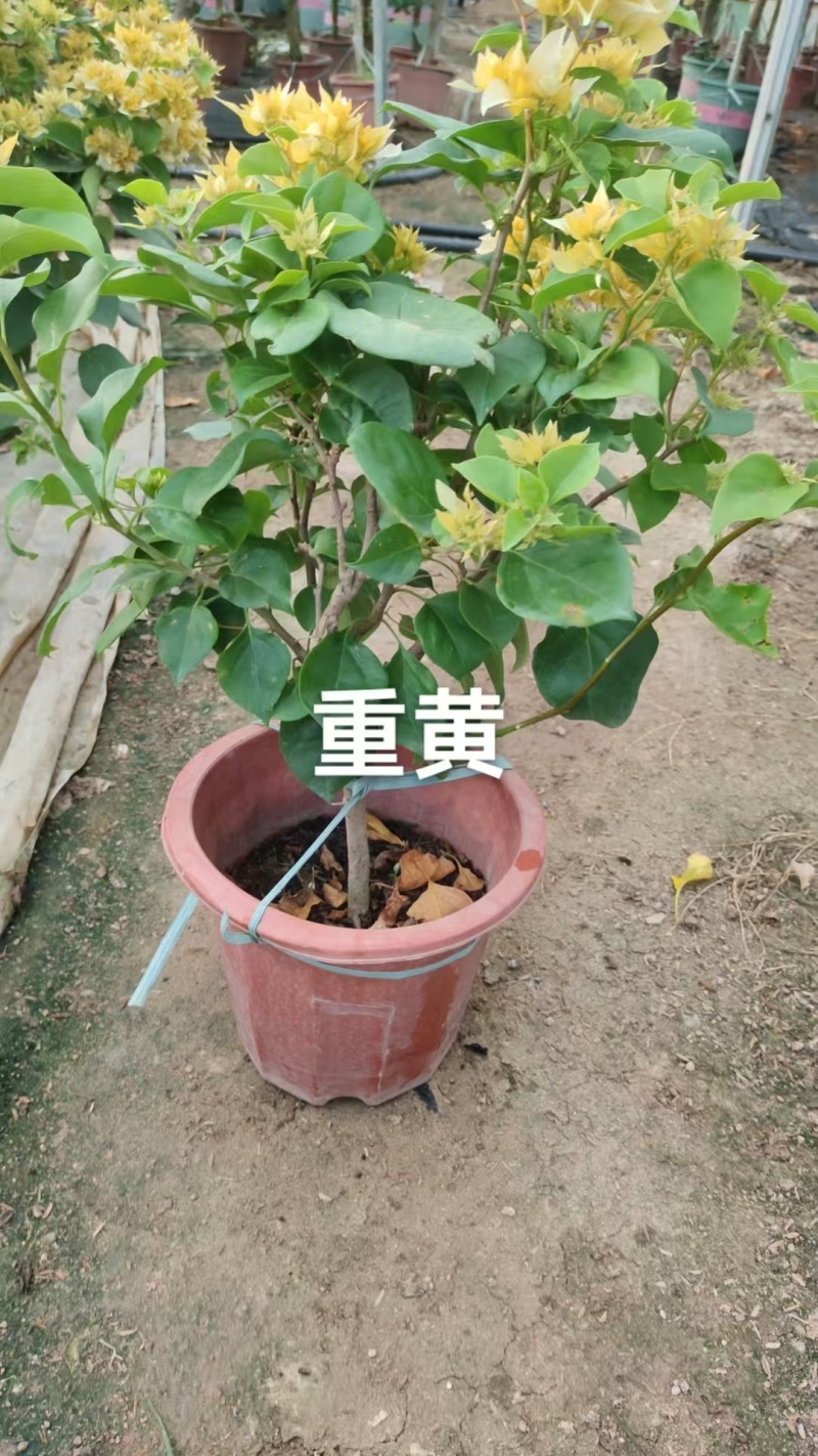 多个品种三角梅小盆苗（250#）爆花中