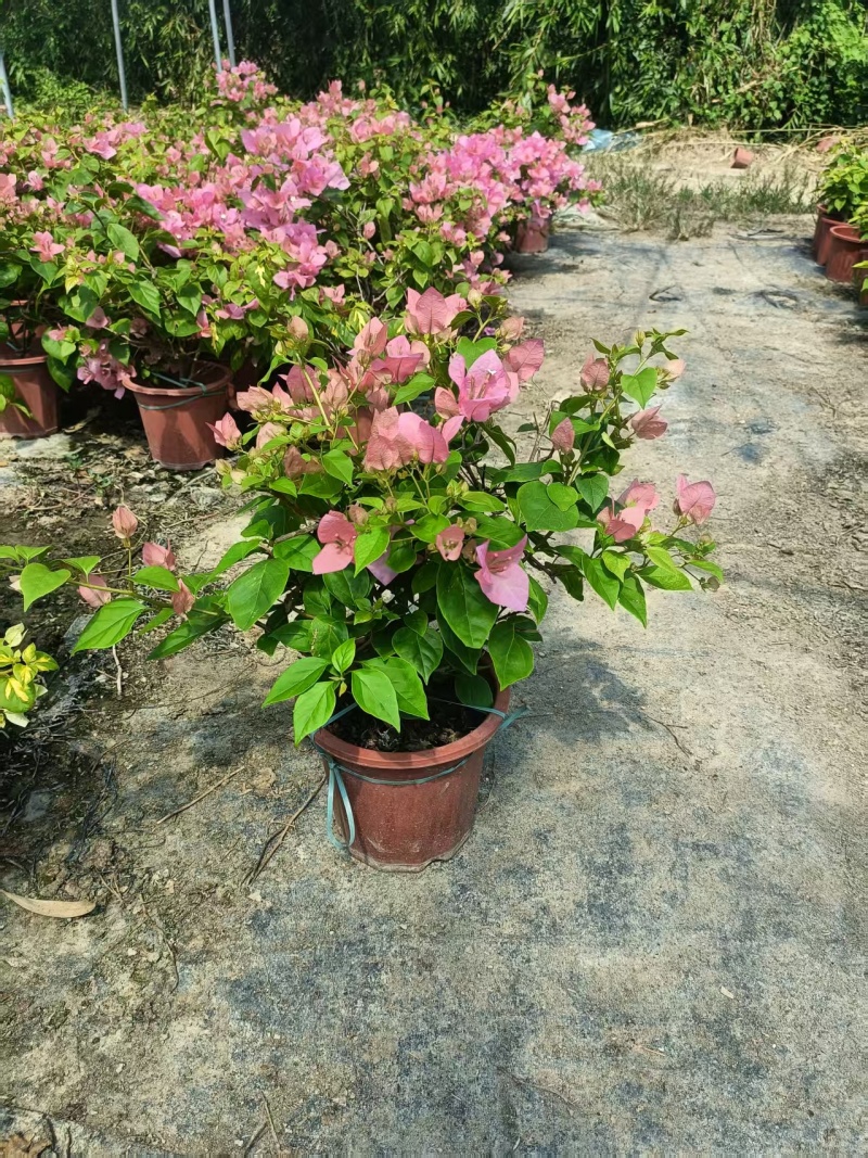 多个品种三角梅小盆苗（250#）爆花中