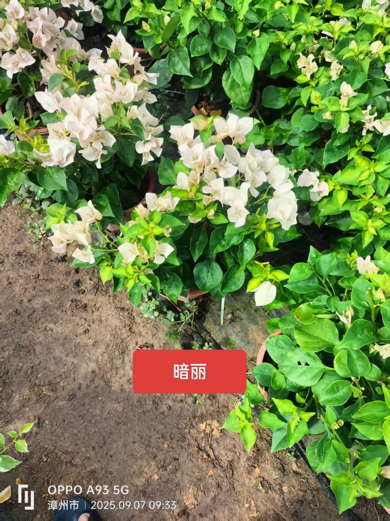 多个品种三角梅小盆苗（250#）爆花中