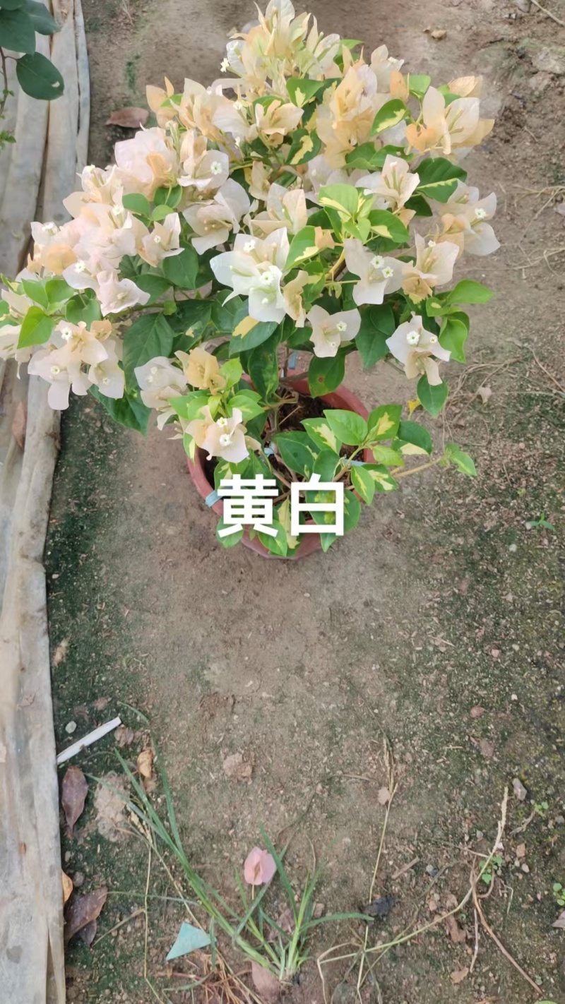 多个品种三角梅小盆苗（250#）爆花中