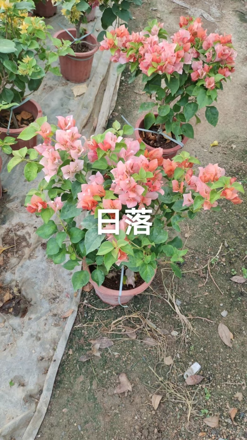 多个品种三角梅小盆苗（250#）爆花中
