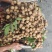 龙眼