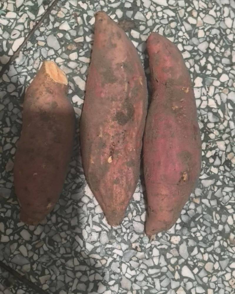 河北唐山滦南烟薯25