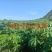 黄心木薯木薯糖水