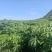 黄心木薯木薯糖水