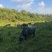 放养水牛