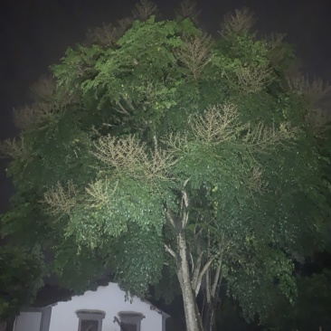 鸭脚树，幸福树，种30年了
