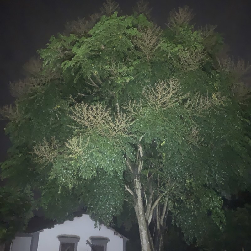 鸭脚树，幸福树，种30年了