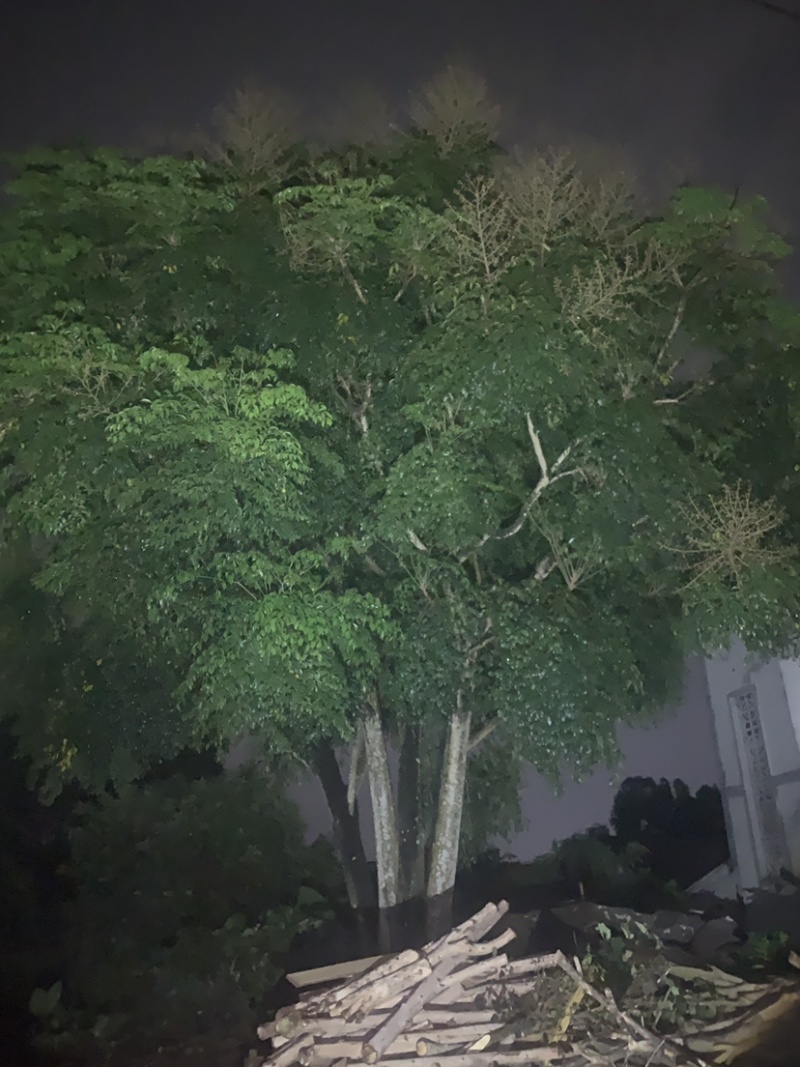 鸭脚树，幸福树，种30年了