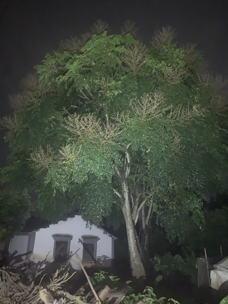 鸭脚树，幸福树，种30年了