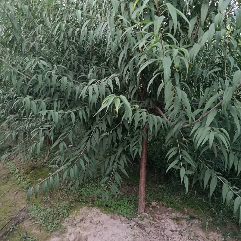 绿化类，山桃