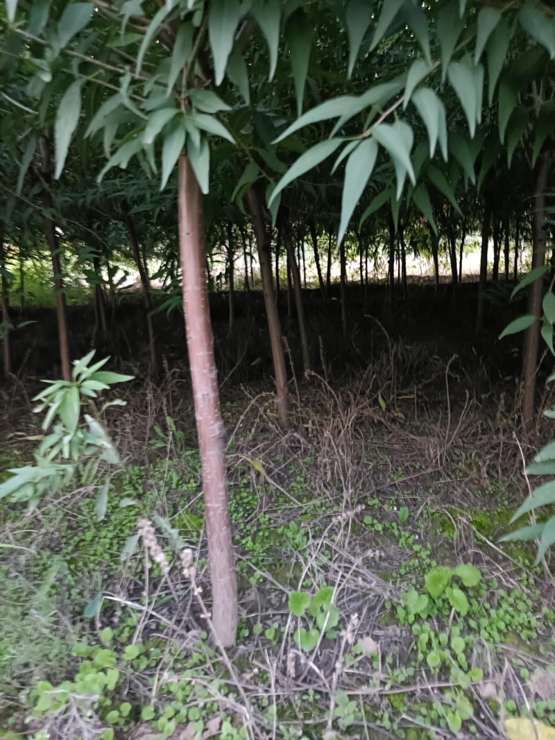 绿化类，山桃
